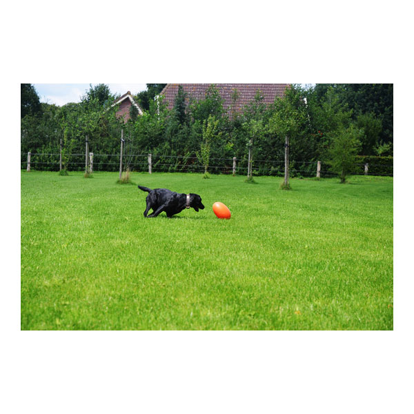 Dog Comets Pan-Stars Treibei - Orange / M – Bild 5