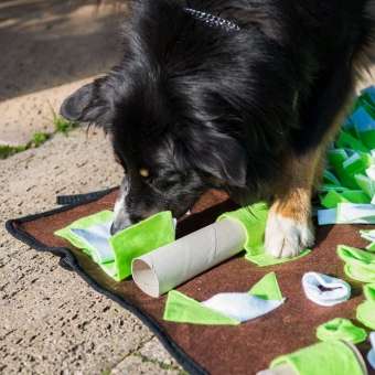 PROCYON Intelligenzschnüffelmatte – Bild 6